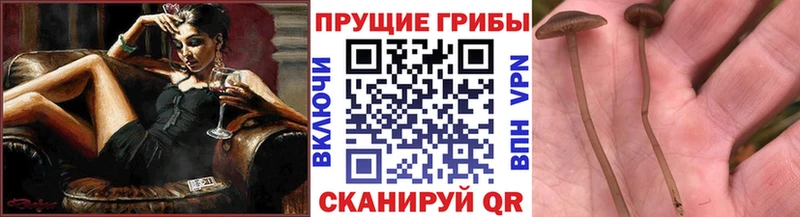 Галлюциногенные грибы GOLDEN TEACHER  Буинск 